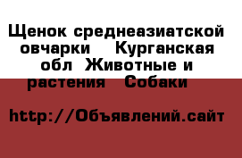 Щенок среднеазиатской овчарки  - Курганская обл. Животные и растения » Собаки   